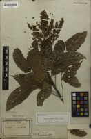 Isolectotype of Sapindus cerasinus Benth. [family SAPINDACEAE]