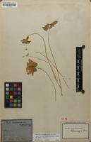 Type of Oxalis papilionacea Hoffmanns. ex Zucc. [family OXALIDACEAE]