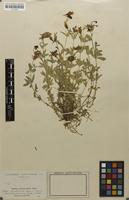 Filed as Linaria anticaria subsp. cuartanensis Degen & Hervier [family SCROPHULARIACEAE]