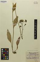 Isolectotype of Hieracium maculatum var. pennickenense Schack & Zahn [family ASTERACEAE]