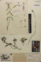 Filed as Dicliptera carvalhoi Lindau [family ACANTHACEAE]