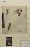 Filed as Plantago patagonica var. gnaphalioides (Nutt.) A.Gray [family PLANTAGINACEAE]