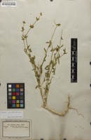 Filed as Justicia odora Forssk. [family ACANTHACEAE]