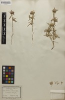 Filed as Borreria radiata DC. [family RUBIACEAE]