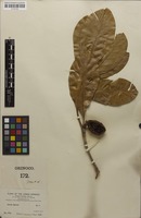 Isolectotype of Duroia sprucei Rusby [family RUBIACEAE]