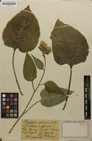 Isotype of Symphytum x polonicum Blocki ex Buckn. [family BORAGINACEAE]