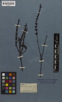Filed as Striga gesnerioides (Willd.) Vatke [family SCROPHULARIACEAE]