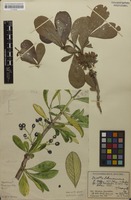Filed as Pavetta schumanniana F.Hoffm. ex K.Schum. [family RUBIACEAE]