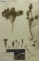 Isotype of Adenocarpus decorticans Boiss. [family FABACEAE]