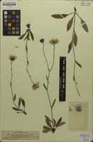 Isosyntype of Hieracium subspeciosum Prantl [family ASTERACEAE]