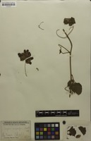 Isosyntype of Serjania confertiflora Radlk. [family SAPINDACEAE]