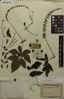 Syntype of Serjania fuscifolia Radlk. [family SAPINDACEAE]