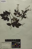 Syntype of Serjania paleata Radlk. [family SAPINDACEAE]