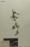 Isosyntype of Serjania orbicularis Radlk. [family SAPINDACEAE]