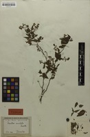 Lectotype of Urvillea uniloba Radlk. [family SAPINDACEAE]