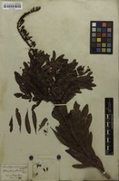 Filed as Luxemburgia octandra A.St.-Hil. [family OCHNACEAE]