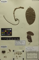 Syntype of Paullinia hystrix Radlk. [family SAPINDACEAE]