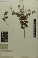 Filed as Spiraea salicifolia L. [family ROSACEAE]