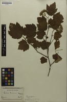 Filed as Physocarpus amurensis (Maxim.) Maxim. [family ROSACEAE]