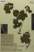 Syntype of Rubus dollnensis Sprib. [family ROSACEAE]