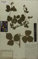 Filed as Rubus adenoleucus Chaboiss. [family ROSACEAE]