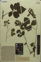 Syntype of Rubus orthostachys G.Braun [family ROSACEAE]