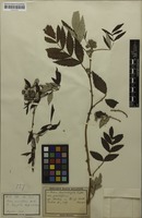 Type? of Rubus pauciflorus Wall. ex Lindl. [family ROSACEAE]