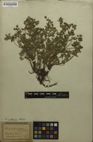 Isolectotype of Potentilla leucopolitana P.J.Müll. [family ROSACEAE]