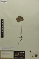 Filed as Waldsteinia maximowicziana (Juz. ex Teppner) Prob. [family ROSACEAE]