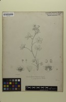 Filed as Potentilla nepalensis Hook. [family ROSACEAE]