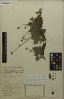 Holotype of Acaena sanguisorbae var. involucrata Bitter [family ROSACEAE]