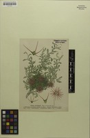 Filed as Acaena microphylla Hook.f. [family ROSACEAE]