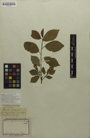 Holotype of Prunus nana Du Roi [family ROSACEAE]