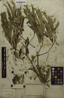 Isotype of Enterolobium timbouva Mart. [family MIMOSACEAE]