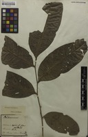 Syntype of Porocystis toulicioides Radlk. [family SAPINDACEAE]