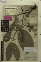Syntype of Lepisanthes andamanica King [family SAPINDACEAE]
