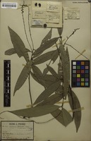 Original material of Aphania philastreana Pierre [family SAPINDACEAE]