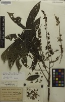 Holotype of Talisia setigera Radlk. [family SAPINDACEAE]