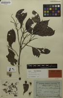 Lectotype of Alectryon affinis Radlk. [family SAPINDACEAE]