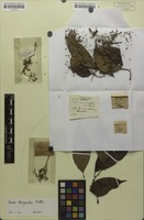 Isotype of Guioa dasyantha Radlk. [family SAPINDACEAE]