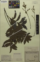 Isosyntype of Matayba mollis Radlk. [family SAPINDACEAE]