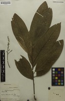 Syntype of Matayba grandis Radlk. [family SAPINDACEAE]
