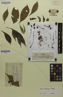 Isolectotype of Guioa subsericea Radlk. [family SAPINDACEAE]