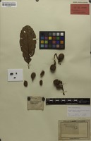 Isotype of Cupaniopsis macrocarpa Radlk. [family SAPINDACEAE]