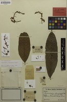 Holotype of Cupaniopsis stenopetala Radlk. [family SAPINDACEAE]