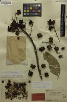 Isolectotype of Rhysotoechia acuminata Radlk. [family SAPINDACEAE]