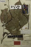 Holotype of Gongrospermum philippinense Radlk. [family SAPINDACEAE]