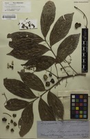 Original material? of Cupania erythrocarpa F.Muell. [family SAPINDACEAE]