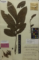 Holotype of Harpullia reticulata Radlk. [family SAPINDACEAE]