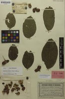 Lectotype of Harpullia pedicellaris Radlk. [family SAPINDACEAE]